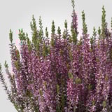 CALLUNA Pflanze, Heidekraut/versch. Farben, 13 cm