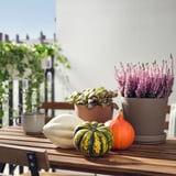 CUCURBITA Zierkürbis, versch. Arten