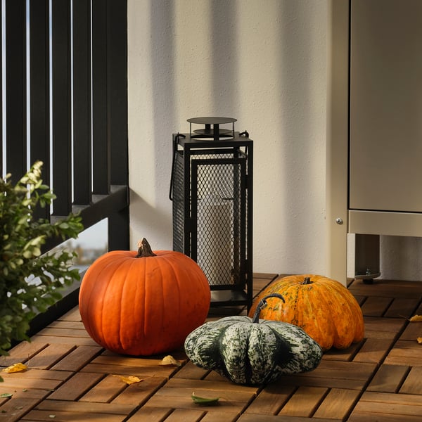 CUCURBITA Zierkürbis, 20 cm