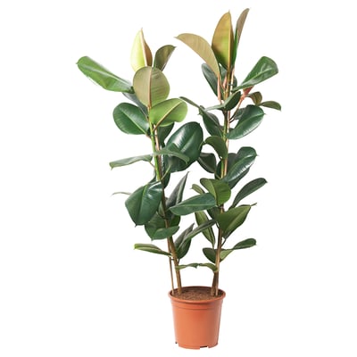 FICUS ELASTICA ROBUSTA Pflanze, Gummibaum, 27 cm