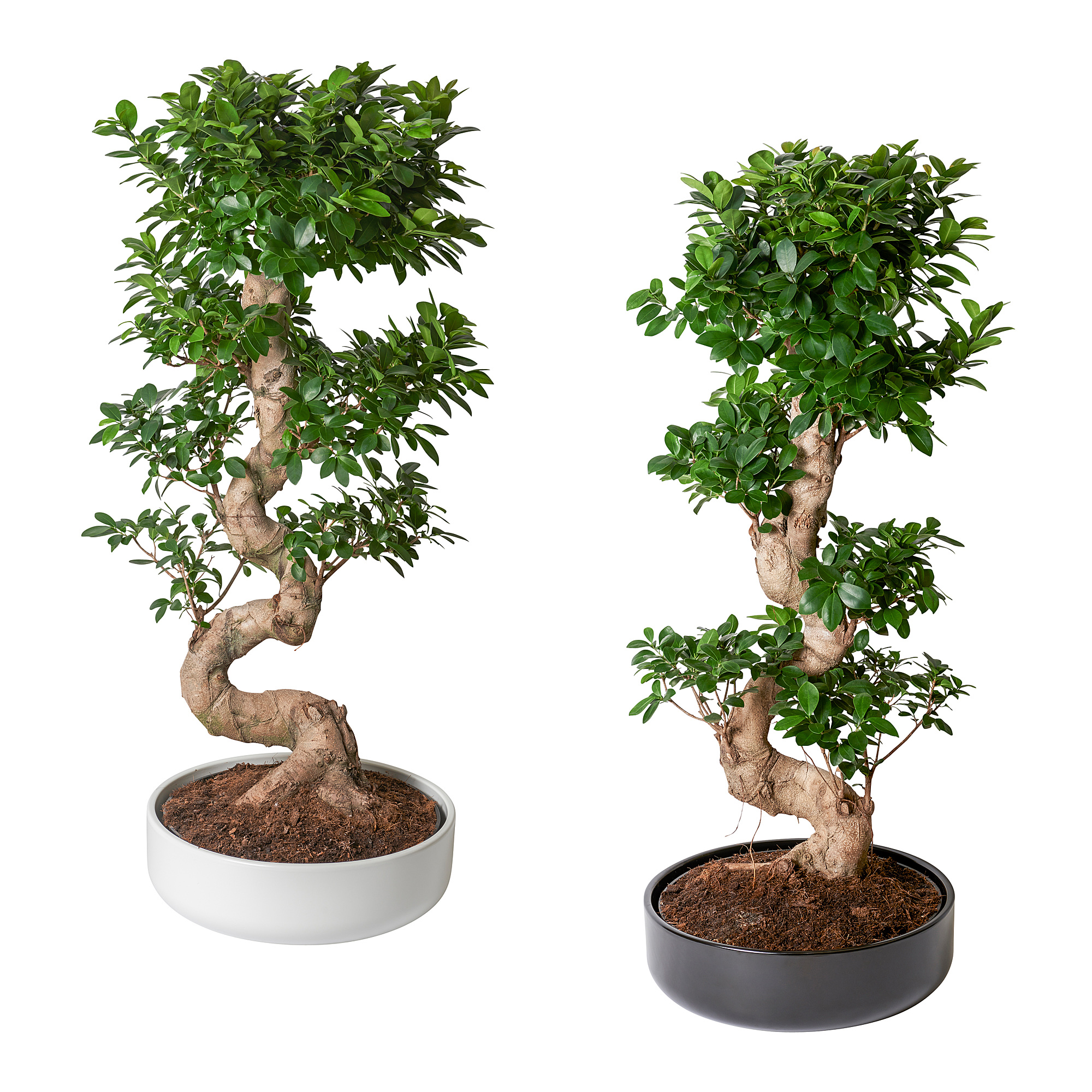 FICUS MICROCARPA GINSENG Pflanze mit Übertopf, Bonsai/versch. Farben