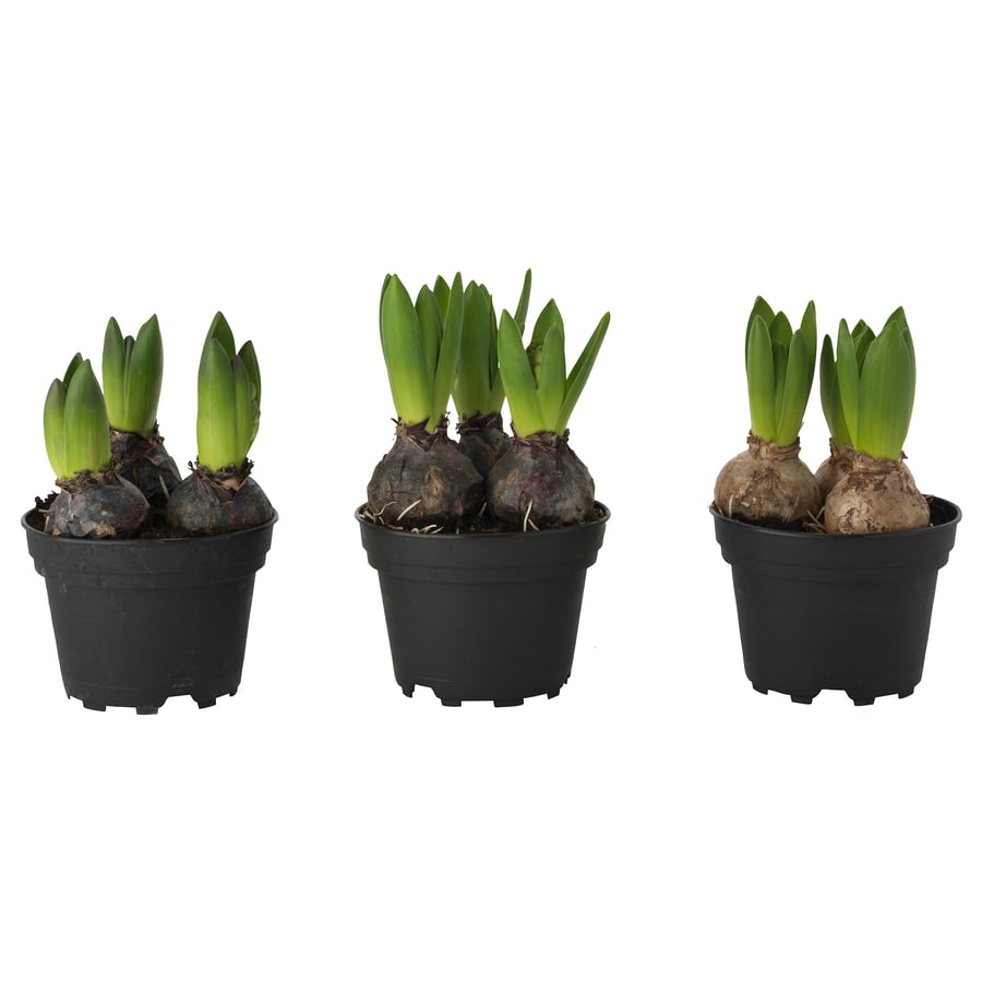 HYACINTHUS Topfpflanze 3 Zwiebeln - Hyazinthe versch. Farben - IKEA Schweiz