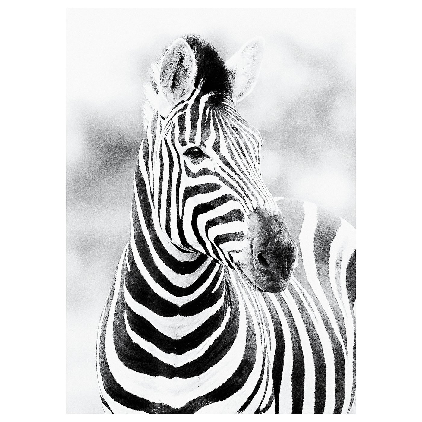 KATEBO Bild, Der Blick eines Zebras, 50x70 cm IKEA Schweiz