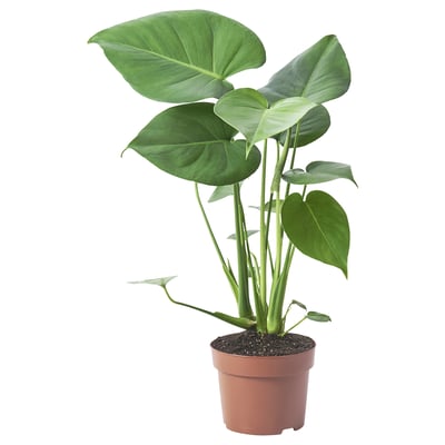 MONSTERA DELICIOSA Pflanze, Fensterblatt, 12 cm