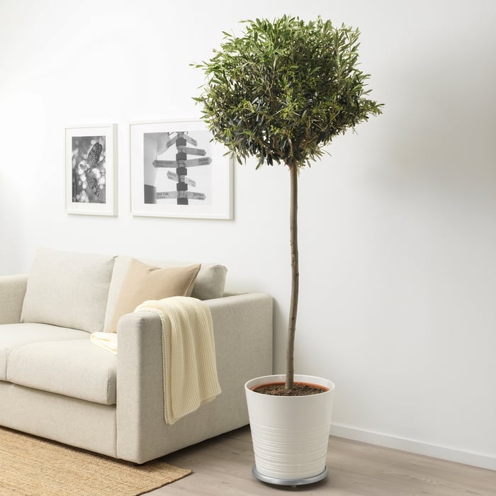 Zimmerpflanzen, Blumen, Sukkulenten & Kunstpflanzen IKEA Schweiz