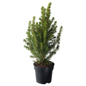 PICEA GLAUCA CONICA Pflanze, Zuckerhutfichte, 15 cm