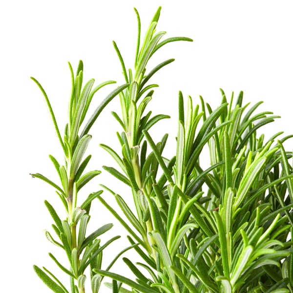 ROSMARINUS OFFICINALIS Topfpflanze, Rosmarin, 14 cm
