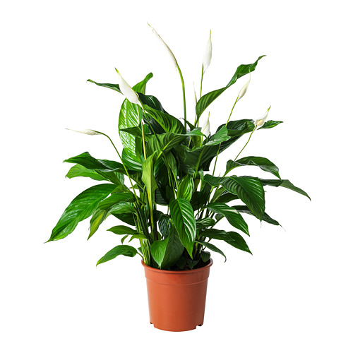 SPATHIPHYLLUM Pflanze IKEA