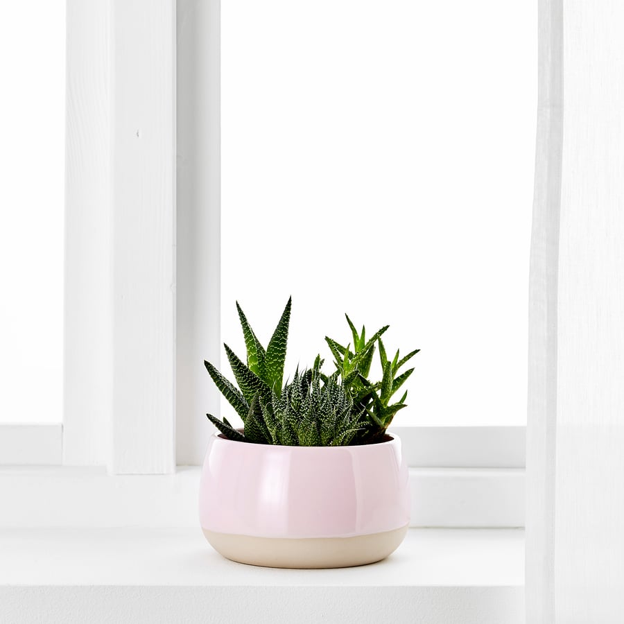 SUCCULENT Pflanze mit Übertopf, rosa, 12 cm IKEA Schweiz