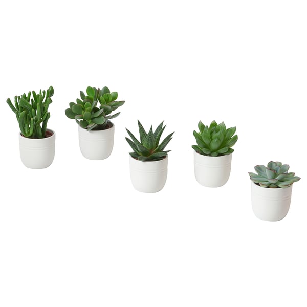 SUCCULENT Pflanze mit Übertopf, Sukkulente versch. Arten/weiß, 6 cm