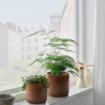 SVARTHÄTTA Übertopf, Mangobaum, 12 cm