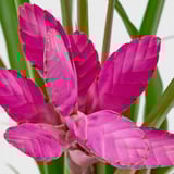 TILLANDSIA Pflanze, Tillandsia versch. Arten, 12 cm