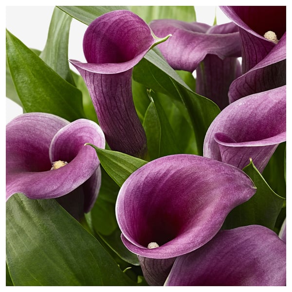 Zantedeschia Pflanze Calla Versch Arten Ikea Schweiz