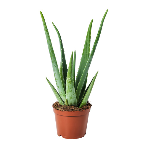 ALOE VERA Potted plant IKEA