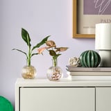 BLADVERK Plant in vase, Hydroponic, 10 cm