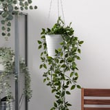 CASHEWÄPPLE Hanging planter, in/outdoor white, 12 cm