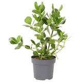 CLUSIA Potted plant, Clusia, 24 cm