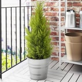 A potted evergreen plant on a balcony, adding greenery and freshness to the outdoor space.