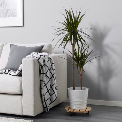 DRACAENA MARGINATA Potted plant, Dragon tree/2-stem, 19 cm