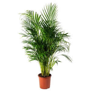 A potted DYPSIS LUTESCENS with green fronds; potterys orange, ceramic.