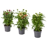 ECHINACEA Potted plant, coneflower assorted colours, 17 cm