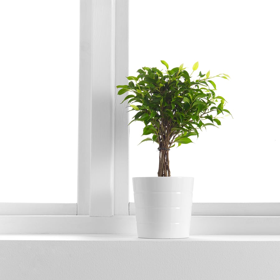 FICUS BENJAMINA 'NATASJA' Potted plant, Weeping fig, 12 cm IKEA