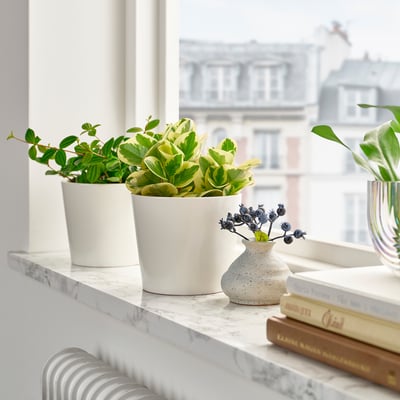 PEPEROMIA Potted plant, assorted, 12 cm