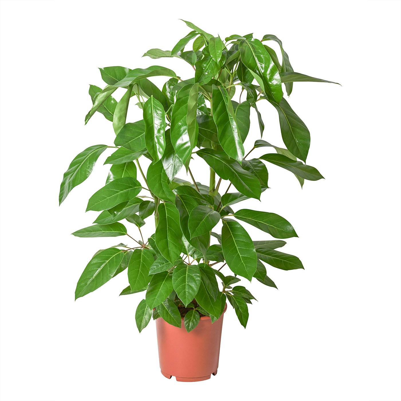SCHEFFLERA ACTINOPHYLLA Potted plant, Umbrella Tree, 24 cm