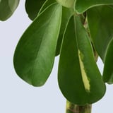 SCHEFFLERA ARBORICOLA Potted plant, Umbrella tree/twisted stem, 19 cm