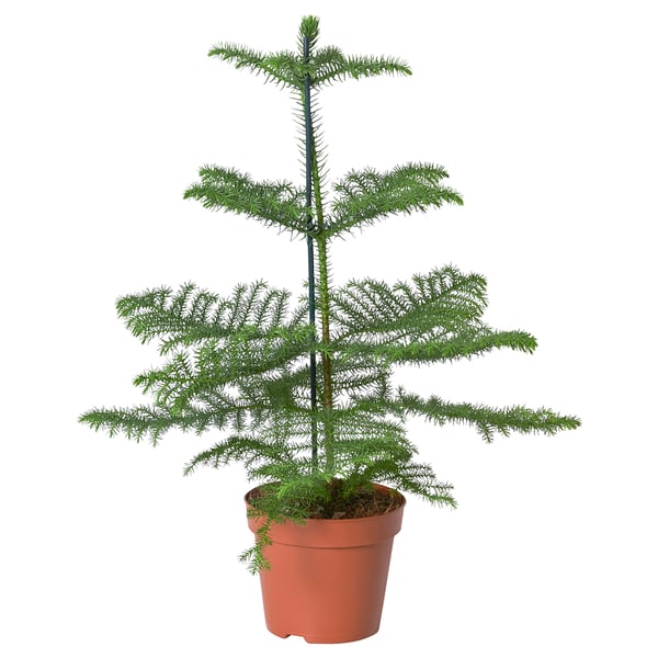 ARAUCARIA Plante naturelle, Pin de l'île de Norfolk, 17 cm