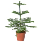 ARAUCARIA Plante naturelle, Pin de l'île de Norfolk, 17 cm