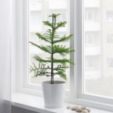 ARAUCARIA Plante naturelle, Pin de l'île de Norfolk, 17 cm