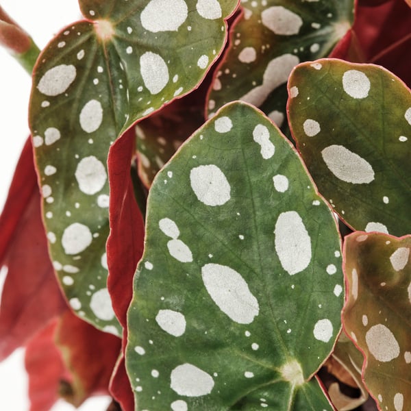 BEGONIA MACULATA Plante naturelle, bégonia maculata, 12 cm
