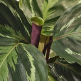 BLADVERK Plante naturelle, diverses espèces, 14 cm