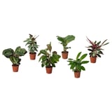 BLADVERK Plante naturelle, diverses espèces, 14 cm