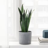 BOYSENBÄR Cache-pot, intérieur/extérieur gris clair, 15 cm
