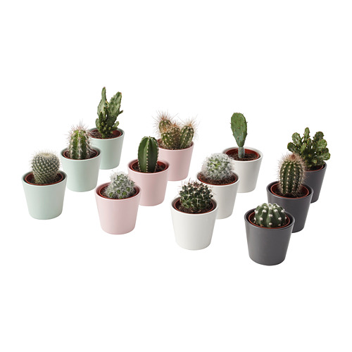 CACTACEAE Plante avec vase IKEA