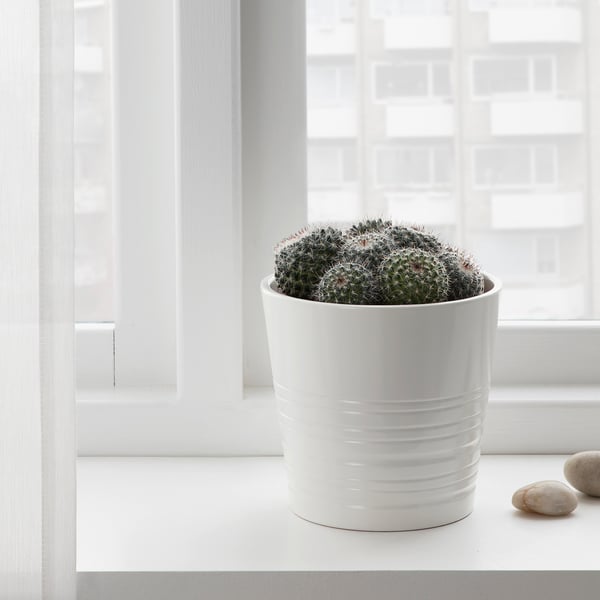 CACTACEAE Plante naturelle, diverses espèces cactus, 12 cm