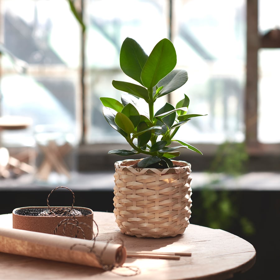 Plante D Intérieur Facile D Entretien Ikea