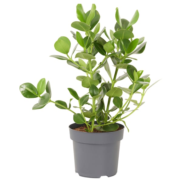 CLUSIA Plante naturelle, Clusia, 24 cm