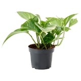 EPIPREMNUM Plante naturelle, Pothos, 12 cm