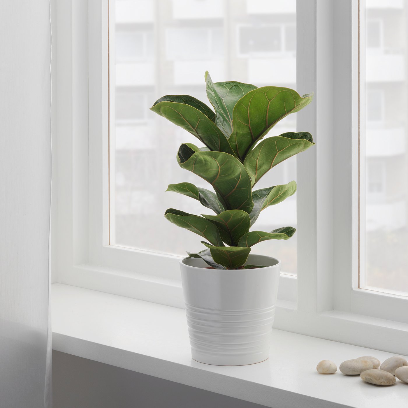 Ficus Lyrata (Figuier) - Plante Verte Intérieur 110cm | Pot 21cm - Décoration Maison Bureau