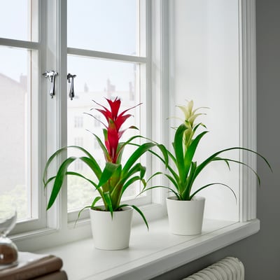 GUZMANIA Plante naturelle, ./coloris assortis, 9 cm