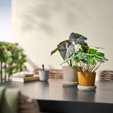 KLOTLÖNN Pot avec coupelle, intérieur/extérieur/jaune foncé beige clair, 9 cm