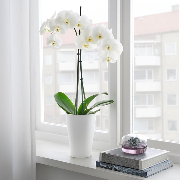 Phalaenopsis blanche et son cache-pot en céramique