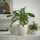 PERSILLADE Cache-pot, beige clair, 19 cm