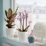 PHALAENOPSIS Plante naturelle, multiple, 12 cm