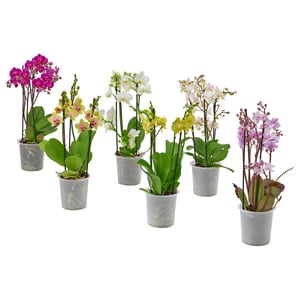 PHALAENOPSIS Plante naturelle, multiple, 12 cm