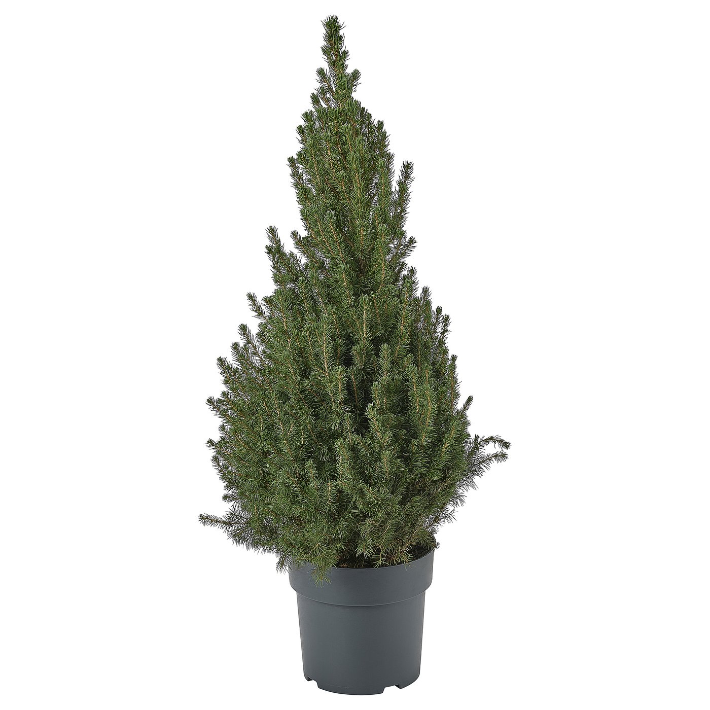 PICEA GLAUCA CONICA Plante naturelle, sapin blanc, 23 cm