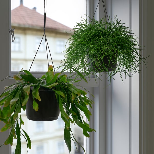 RHIPSALIS Plante naturelle, Cactus-gui diverses espèces, 17 cm